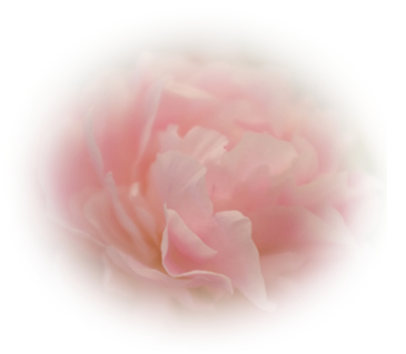 ピンクフラワー